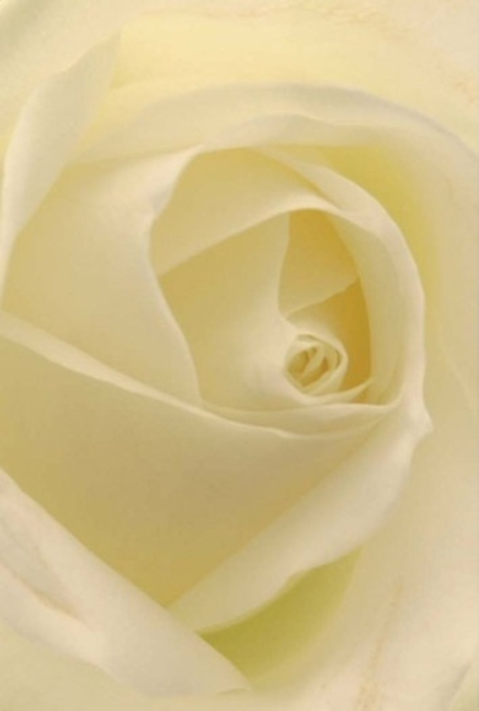 Drawn into this luminous white rose, one finds tranquility layered petal by petal-a scene familiar to those wandering the serene gardens near Archway's Dartmouth Park. The smooth gradation of snowy white to gentle cream is carried on each petal, which folds inwards like pages of an unwritten story. Natural light seems to glow from within the bloom, lending an ethereal sense of purity and a soft glimmer reminiscent of dawn over Archway Bridge. As an experienced florist in this neighbourhood, I see every nuance: the subtle shadows dancing along the spiral core, the velvet texture promising a gentle caress, and the harmonious arrangement that captures both innocence and fortitude. Roses of this kind are ideal for making heartfelt declarations, from quiet romantic gestures to meaningful apologies, or as dignified centrepieces for Archway's elegant gatherings. The nearly translucent outer petals, so perfectly placed, hint at the expertise of a florist who knows both tradition and personal touch. Without a word, the rose imparts its unspoken fragrance-a cleansing freshness that soothes, making it a fitting companion for any occasion celebrated in our vibrant north London community. Every element of this composition feels intentional: a tender tribute, an echo of resilience, and a hallmark of Archway's floral artistry.